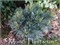 Секрест (Pinus strobus Secrest) 3808