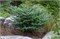 Сильберлоке (Abies koreana Silberlocke) 3813