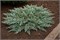 Сильвер Карпет (Juniperus communis Silver Carpet) 3819