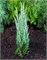 Скайрокет (Juniperus scopulorum Skyrocket) 3821