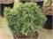 Сквиглз (Pinus strobus Squigles) 3825