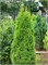 Смарагд (Thuja occidentalis Smaragd) 3828