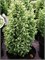 Сноу Уайт (Chamaecyparis lawsoniana Snow White) 3830