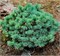 Соня (Picea pungens Sonia) 3836