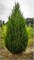 Спартан (Juniperus chinensis Spartan) 3839