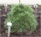 Спилберг (Pinus nigra Spielberg) 3842