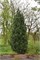 Стоу Пиллар (Pinus strobus Stowe Pillar) 3847