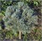 Стразник (Pinus sylvestris Straznik) 3849