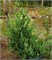 Стрикта Вариегата (Juniperus chinensis Stricta Variegata) 3856