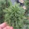 Тайни Курлс (Pinus strobus Tiny Kurls) 3863