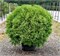 Тайни Тим (Thuja occidentalis Tiny Tim) 3867