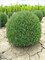 Тедди (Thuja occidentalis Teddy) 3882