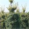 Темпельхоф (Pinus parviflora Tempelhof) 3885
