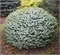 Тенас (Picea sitchensis Tenas) 3886