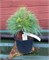 Тёртл (Pinus schwerinii Turtle) 3890