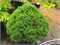 Томпа (Picea abies Tompa) 3893