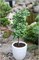 Тролль (Ginkgo biloba Troll) 3903