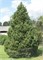 Унцината (Pinus mugo uncinata) 3911