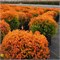 Файр Чиф (Thuja occidentalis Fire Chief) 3913