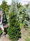 Фастигата (Abies alba Fastigiata) 3925
