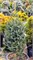 Фастигата (Abies pinsapo Fastigiata) 3926