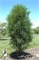 Фастигата (Рон Уильямс) (Frangula alnus Fastigiata (Ron Williams)) 3927