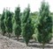 Фастигиата (Pinus nigra Fastigiata) 3929