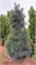 Фастигиата (Pinus strobus Fastigiata) 3933