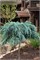 Филинг Блю (Cedrus deodara Feelin' Blue) 3939