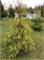 Филипс Голден Спринклер (Chamaecyparis lawsoniana Filip's Golden Sprinklers) 3942