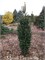 Филипс Перфект Колумн (Abies nordmanniana Filips Perfect Column) 3944