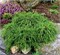 Филифера Нана (Chamaecyparis pisifera Filifera Nana) 3948