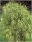 Филиформис (Thuja occidentalis Filiformis) 3949