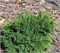 Флипс Хэппи Дэй (Chamaecyparis pisifera Filip's Happy Day) 3957