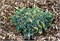Флориант (Juniperus squamata Floreant) 3963
