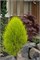 Френки Бой (Thuja orientalis Franky Boy) 3973