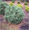 Френсхэм (Pinus sylvestris Frensham) 3974