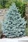Фэт Алберт (Picea pungens Fat Albert) 3977