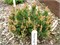 Хампи (Pinus mugo Humpy) 4000