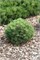 Хейдперле (Pinus mugo Heideperle) 4004
