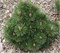Хельга (Pinus nigra Helga) 4007