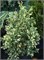 Хертленд Сноу (Thuja occidentalis Heartland Snow) 4008
