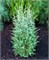 Хиберника (Juniperus communis Hibernica) 4010