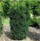 Хилли (Taxus media Hillii) 4013