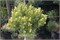 Хниздо (Pinus uncinata Hnizdo) 4016