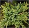 Холгер (Juniperus squamata Holger) 4019