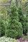 Холмстрап (Thuja occidentalis Holmstrup) 4022