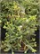 Хортсманн (Abies pinsapo Horstmann) 4026
