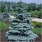 Хупси (Picea pungens Hoopsii) 4035