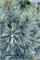 Цессарини Блю (Pinus flexilis Cessarini Blue) 4036